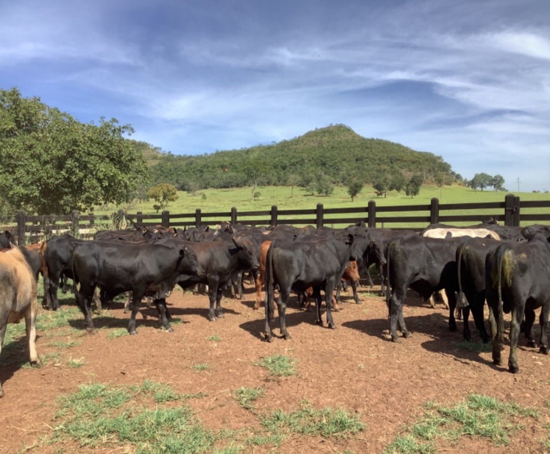 Fazenda localizada em Santa Maria. - Foto: Divulgação