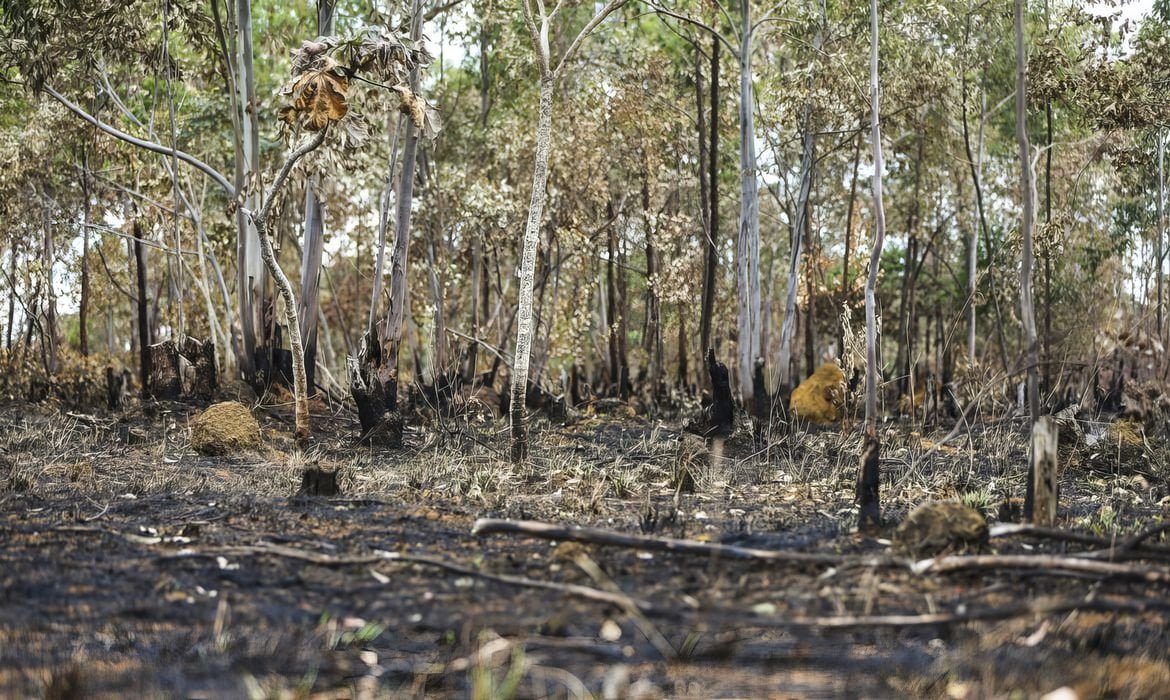 alertas-de-desmatamento-batem-recorde-no-cerrado