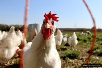 frango-congelado-e-o-resfriado-tem-queda-de-precos